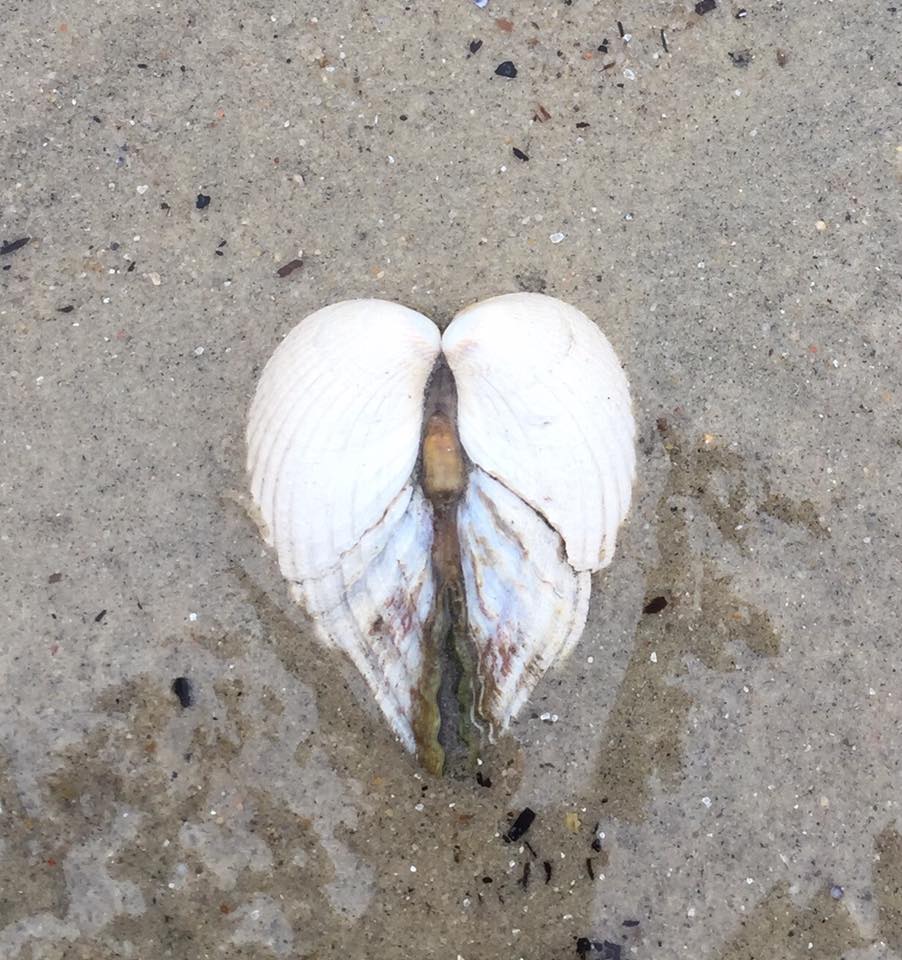 Billede af nogle musling skaller der former et hjerte